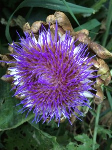 Artichoke Flower